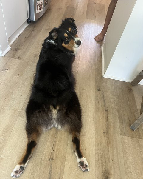 Otto stretched out on the floor, looking back over his shoulder.