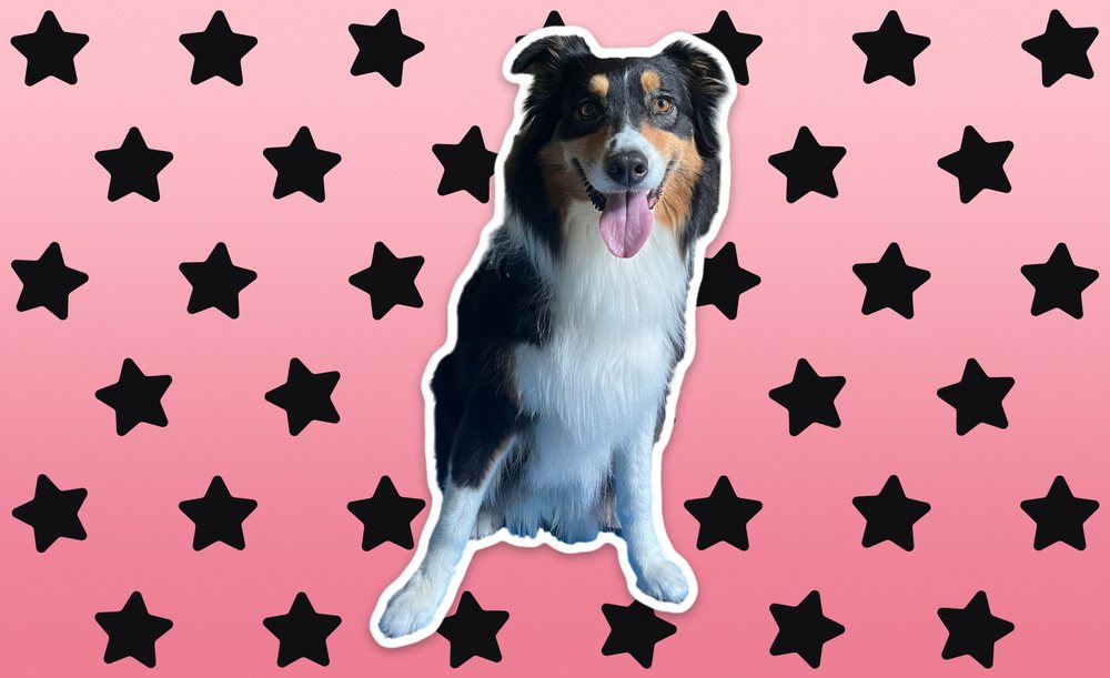 Otto’s seated portrait on a pink wrap with black stars.