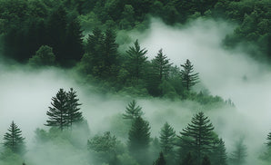 Misty Pines - 1