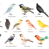 Feathered Friends wrap artwork with rows of illustrated birds and their names on white.