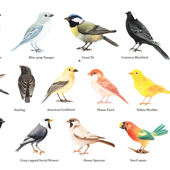 Feathered Friends wrap artwork with rows of illustrated birds and their names on white.