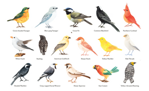 Feathered Friends - 1