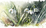 Snowdrop - 1
