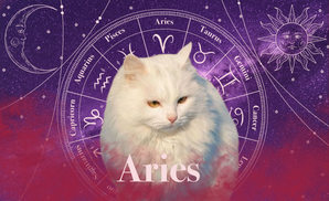 Aries Zodicat Custom Tumbler