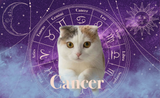 Cancer