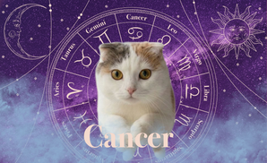 Cancer