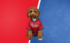 Baseball Fans