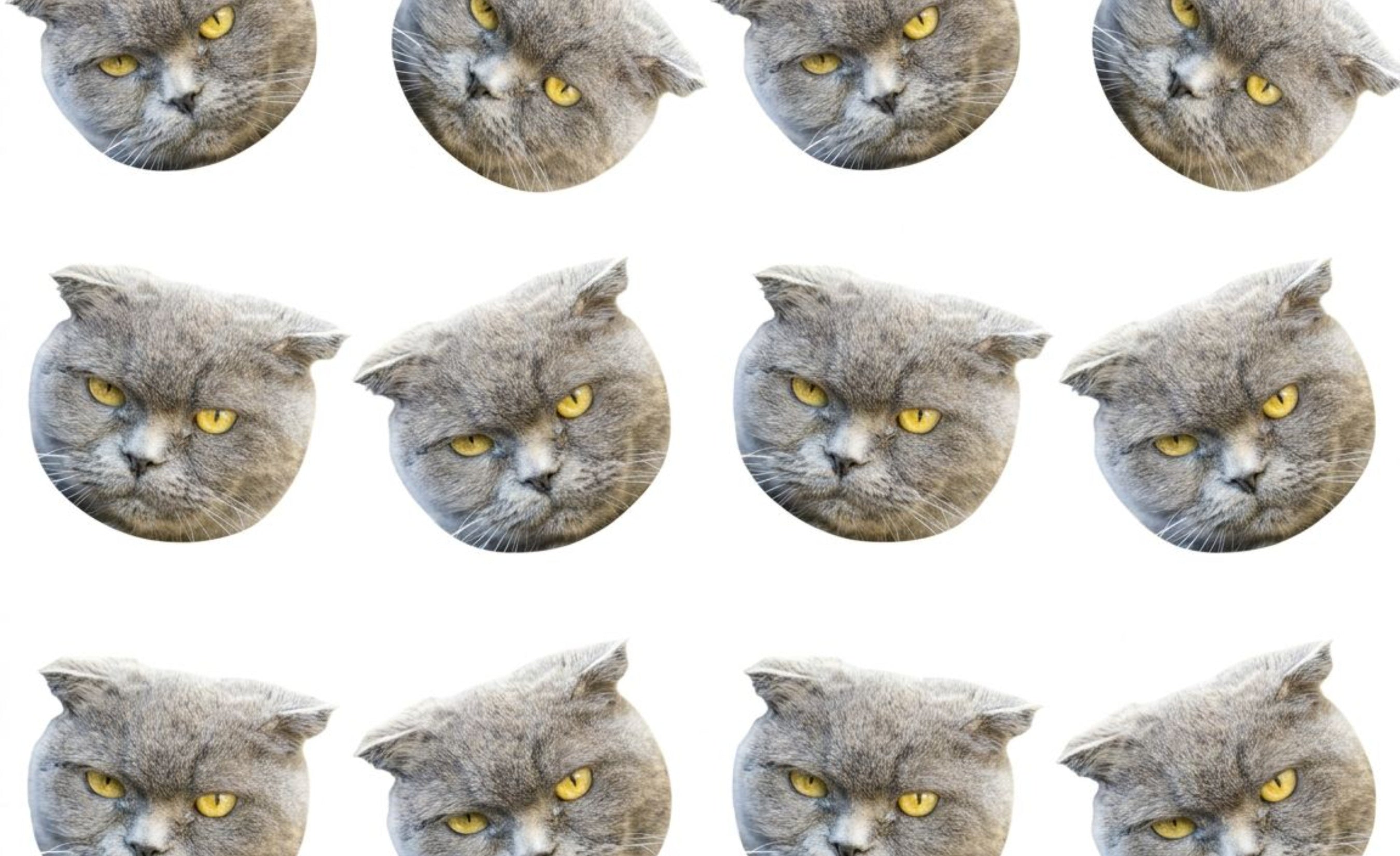 Cat Sticker Filter Cat Lover Photo Filter Custom Tumbler – Wrapware
