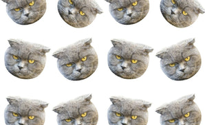 Cat Lover Photo Filter Custom Tumbler