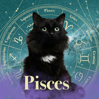 Pisces Zodicat example artwork with a black cat, a teal zodiac wheel and Pisces lettering.