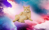 Cosmic Kitty
