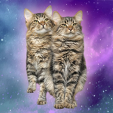 Cosmic Kitty