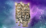 Stardust Dream