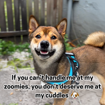 KotaCertified example artwork with a dog and a caption about zoomies and cuddles.