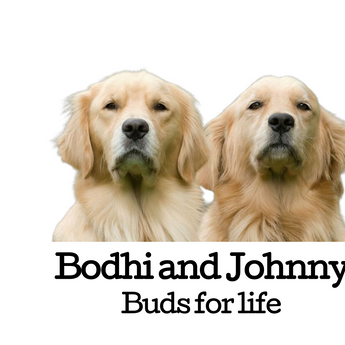 Dog Lover Photo Filters example artwork with two golden dogs and Bodhi and Johnny, Buds for life lettering.
