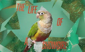 Showbird Custom Tumbler