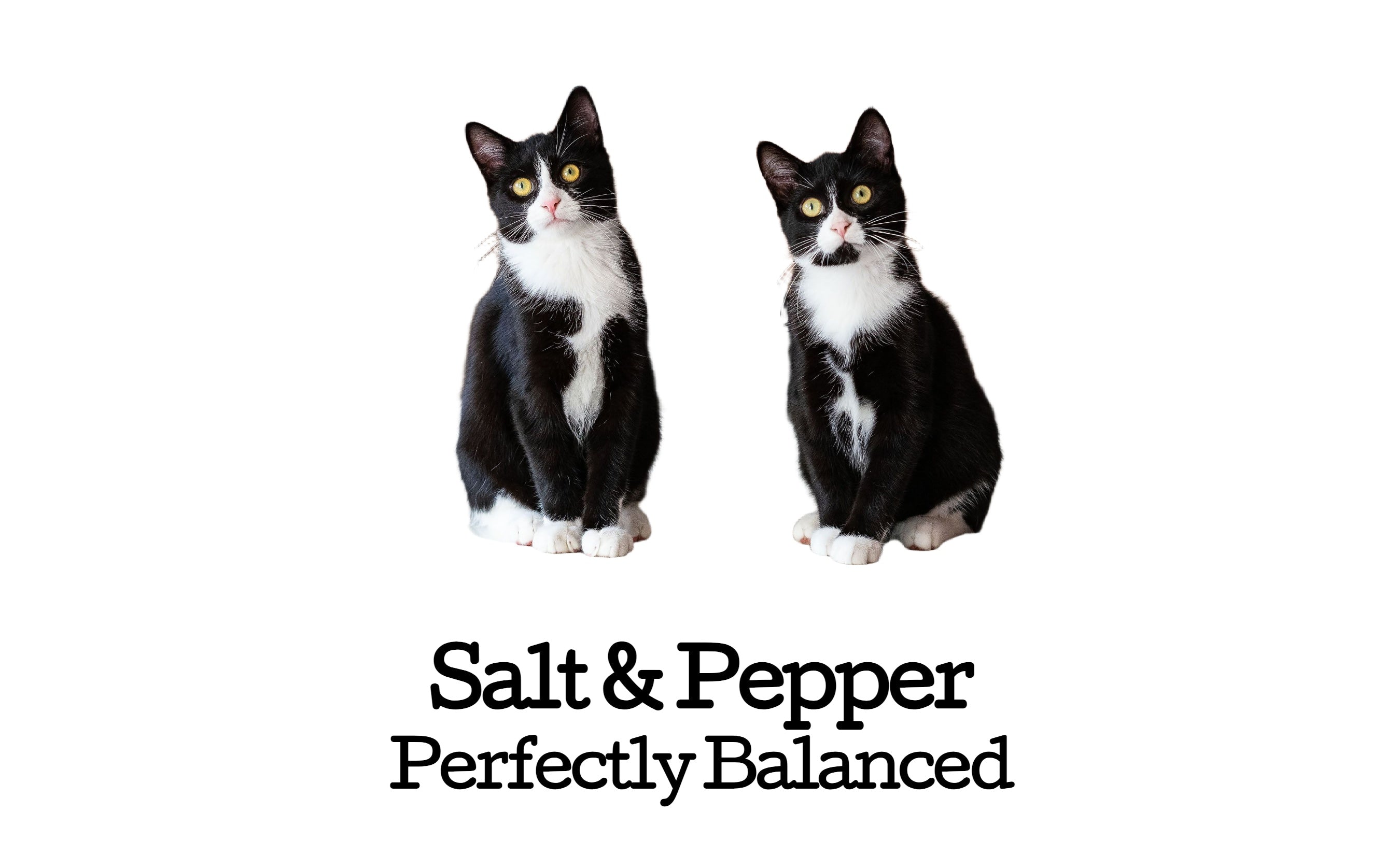 Photo Filter Kitty Custom Tumbler