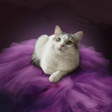 Enchanted Kitty example artwork with a tiara-wearing cat resting in purple tulle.