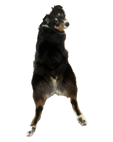 Otto’s full sploot pose isolated from its background.