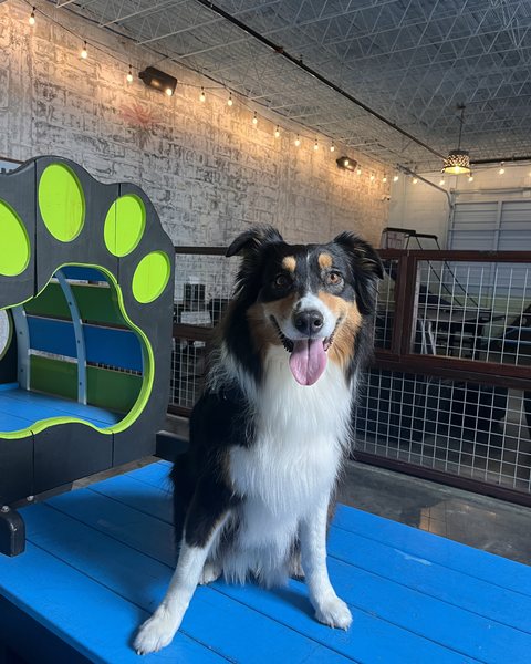 Otto sitting on a blue bench, looking at the camera with his tongue out.
