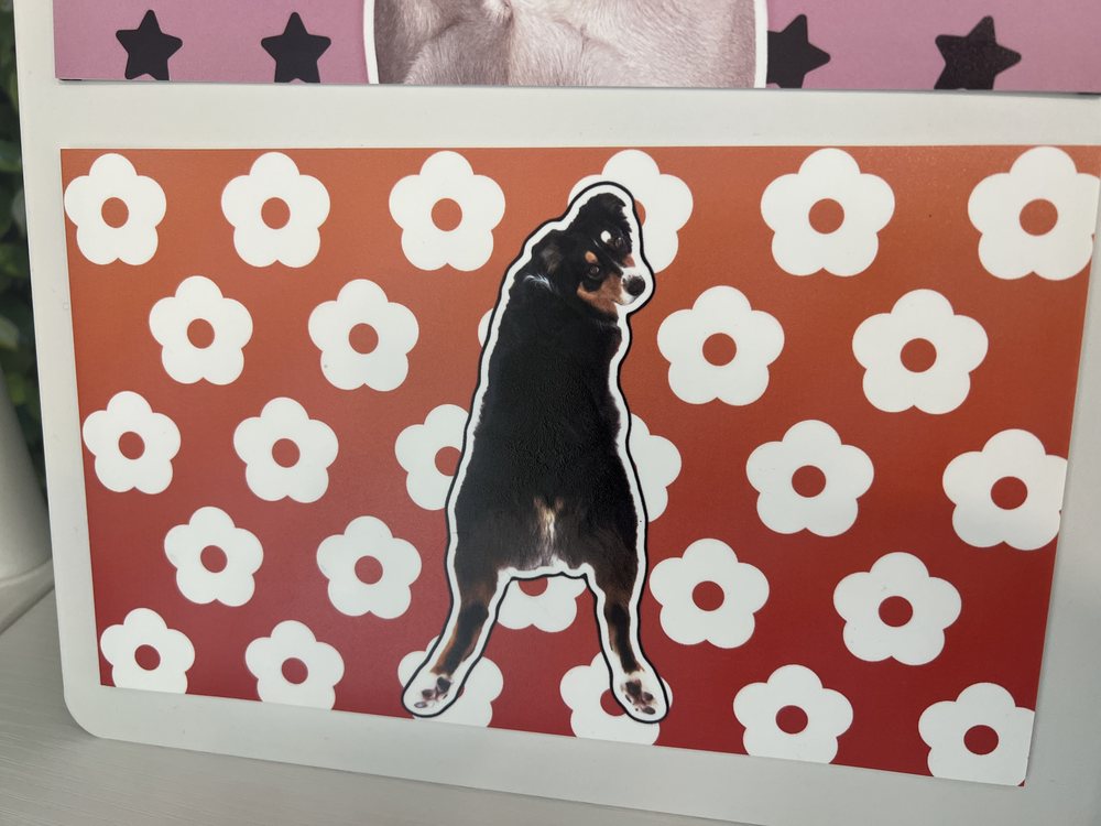 An orange printed wrap with white flowers and Otto looking back over his booty.